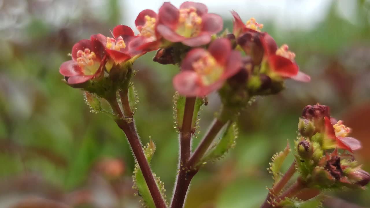 红色的花视频素材