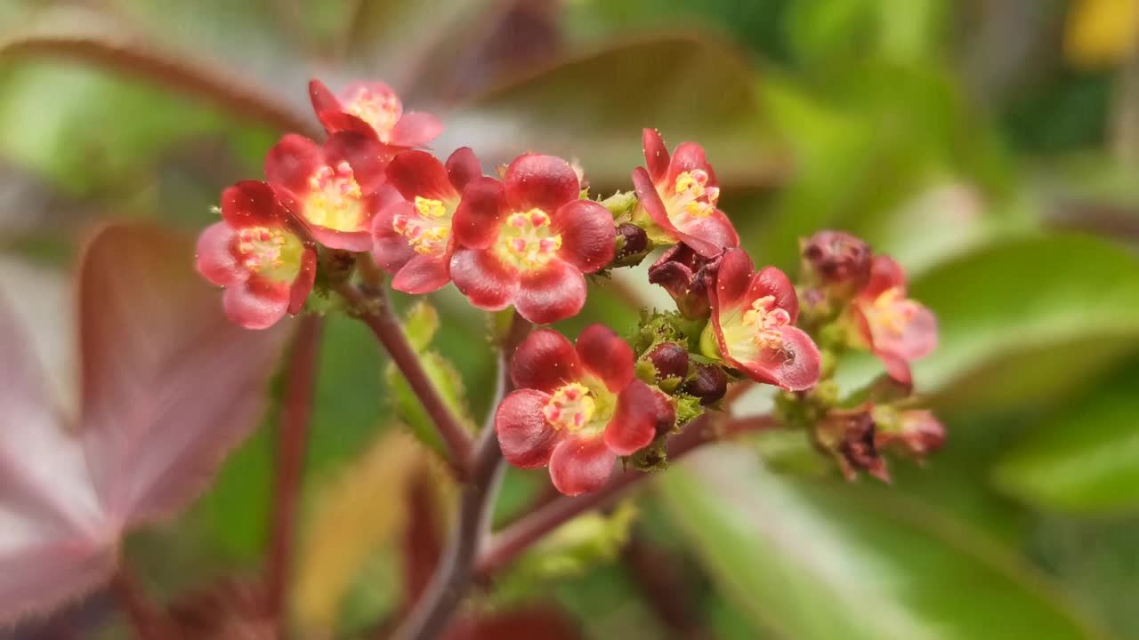 红色的花视频素材