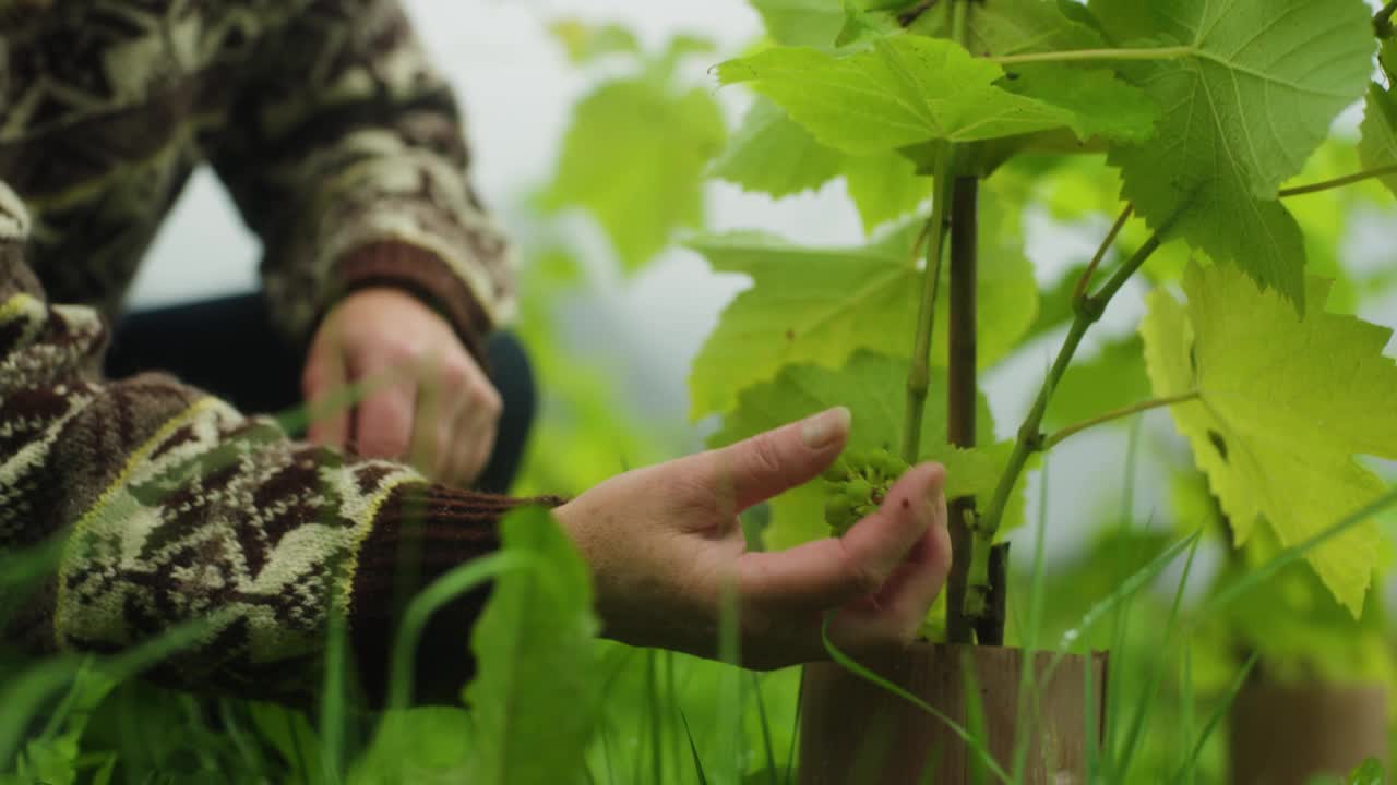 中景:一位农民在果园里检查葡萄藤上的葡萄视频素材