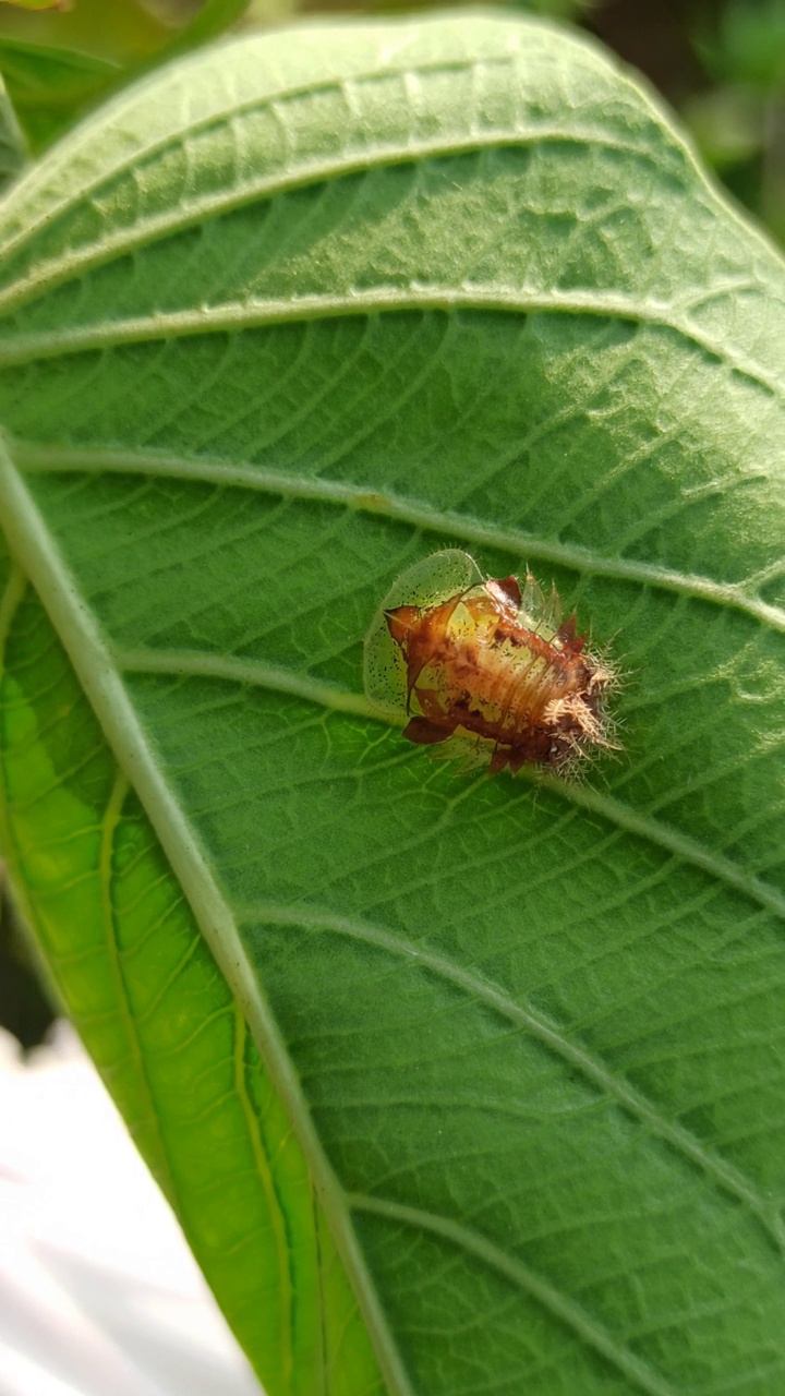 龟甲虫视频素材