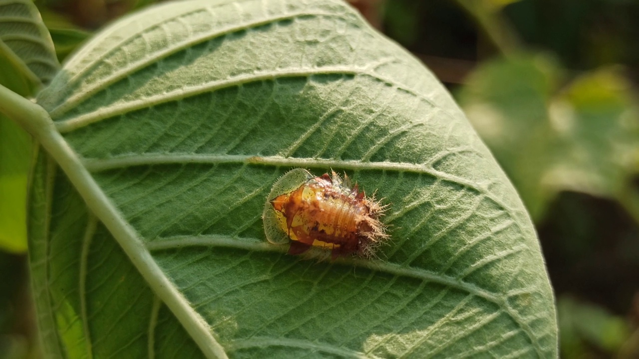 Charidotella sexpunctata视频素材