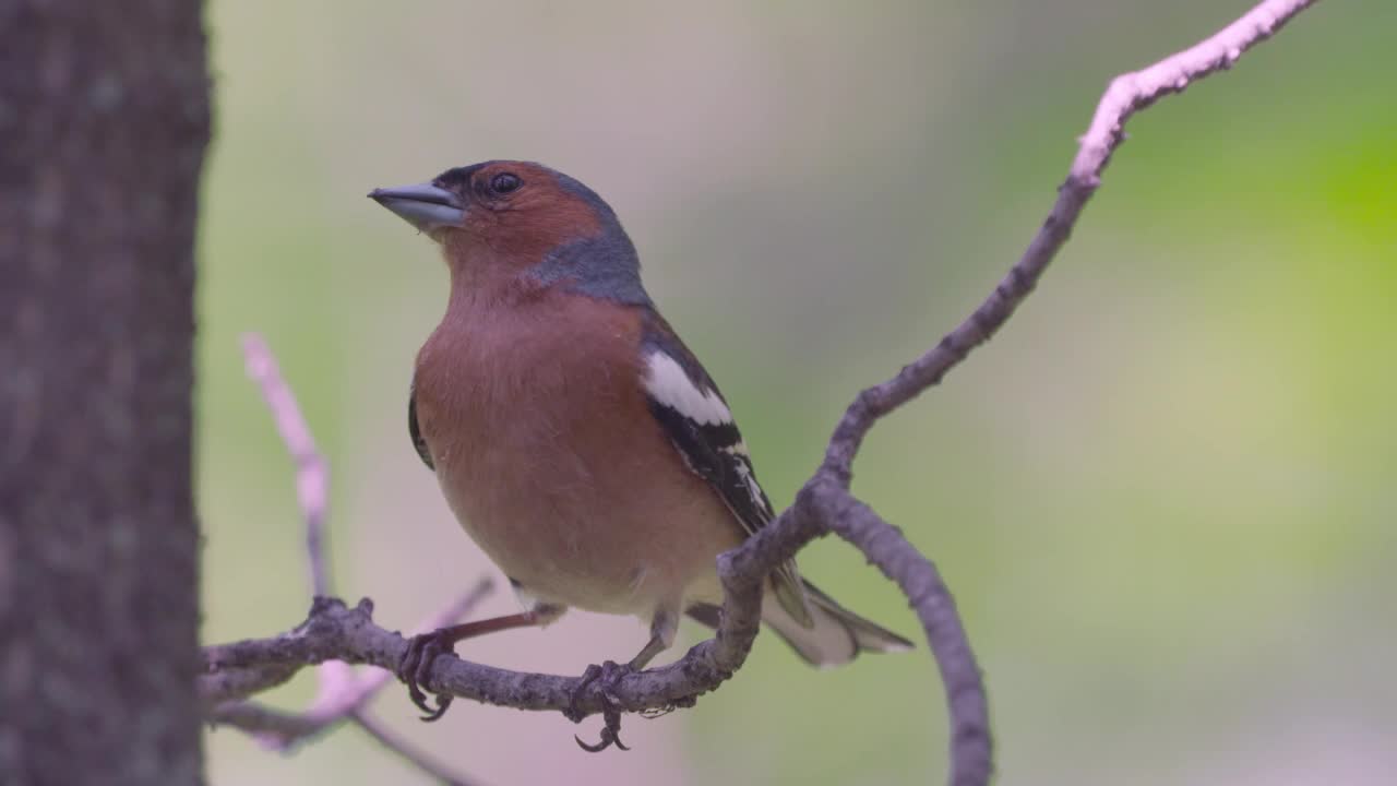 鸟——普通苍头燕雀(Fringilla coelebs)栖息在树枝上。视频素材