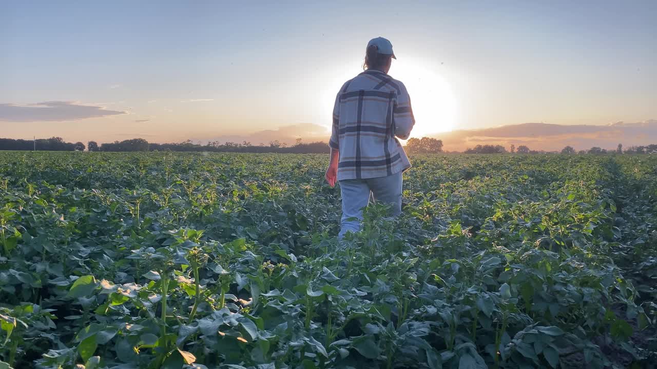 年轻的女农民在夕阳下视察马铃薯地视频素材