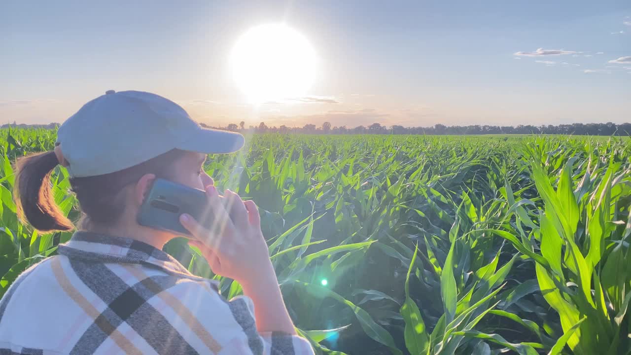 日落时分，年轻的农民在玉米地中收获成功视频素材