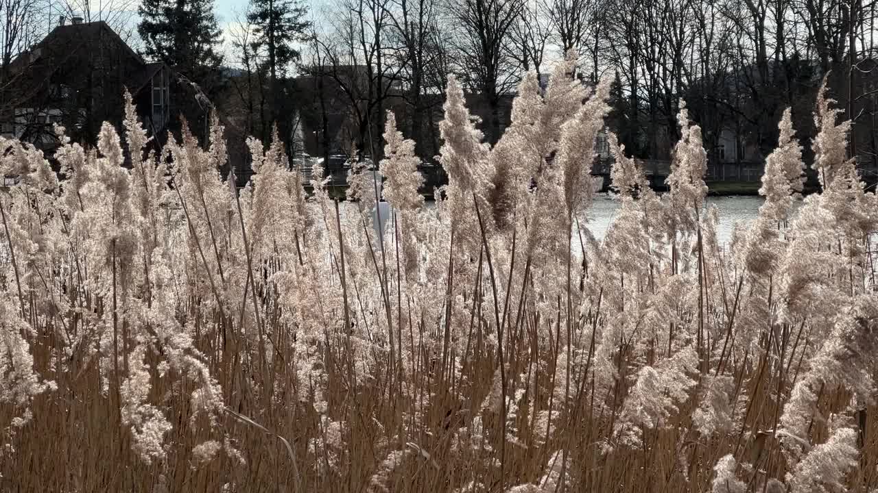 芦苇，普通芦苇，芦苇，狂风暴雨吹，白天阳光明媚，没有人的特写，4k视频，30帧视频下载