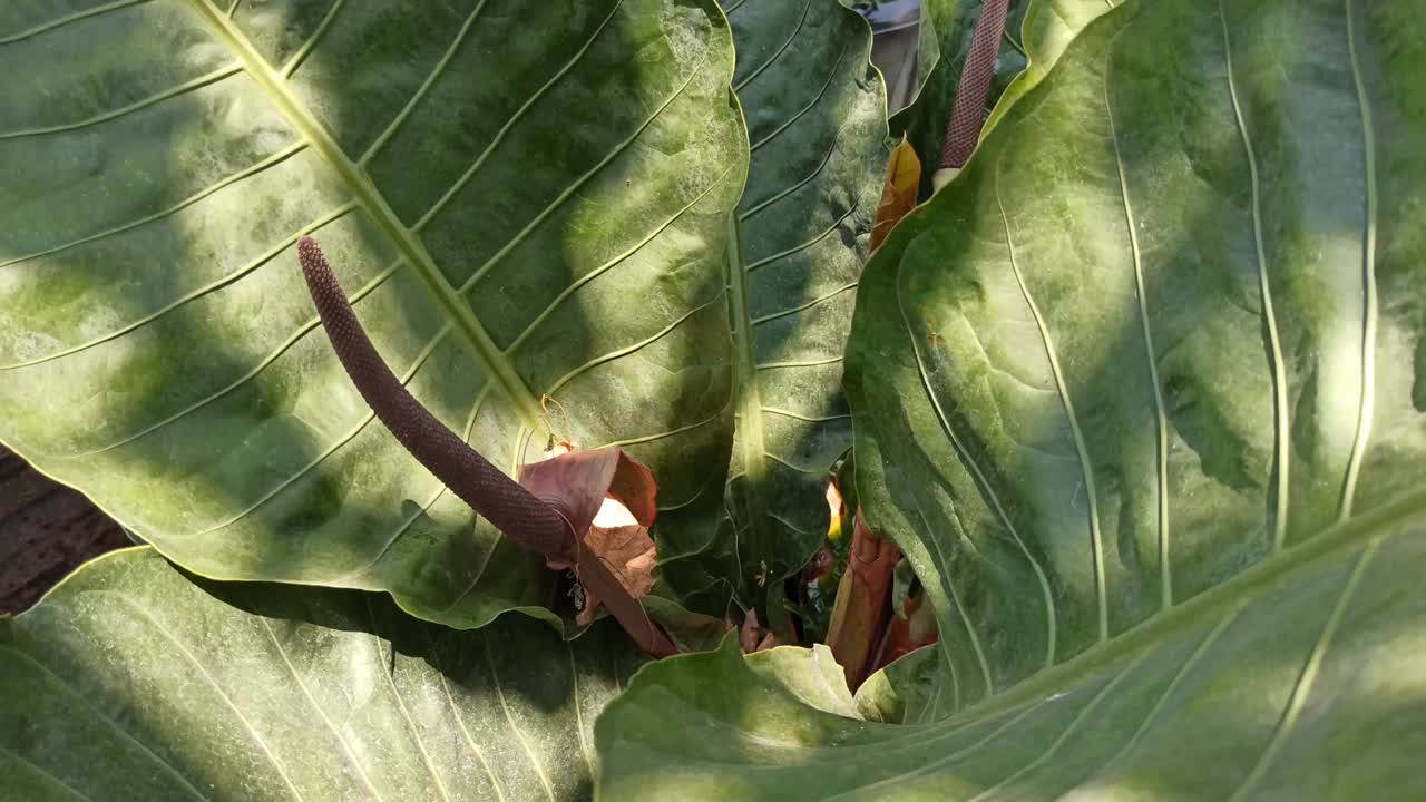 非常漂亮的观赏植物视频素材