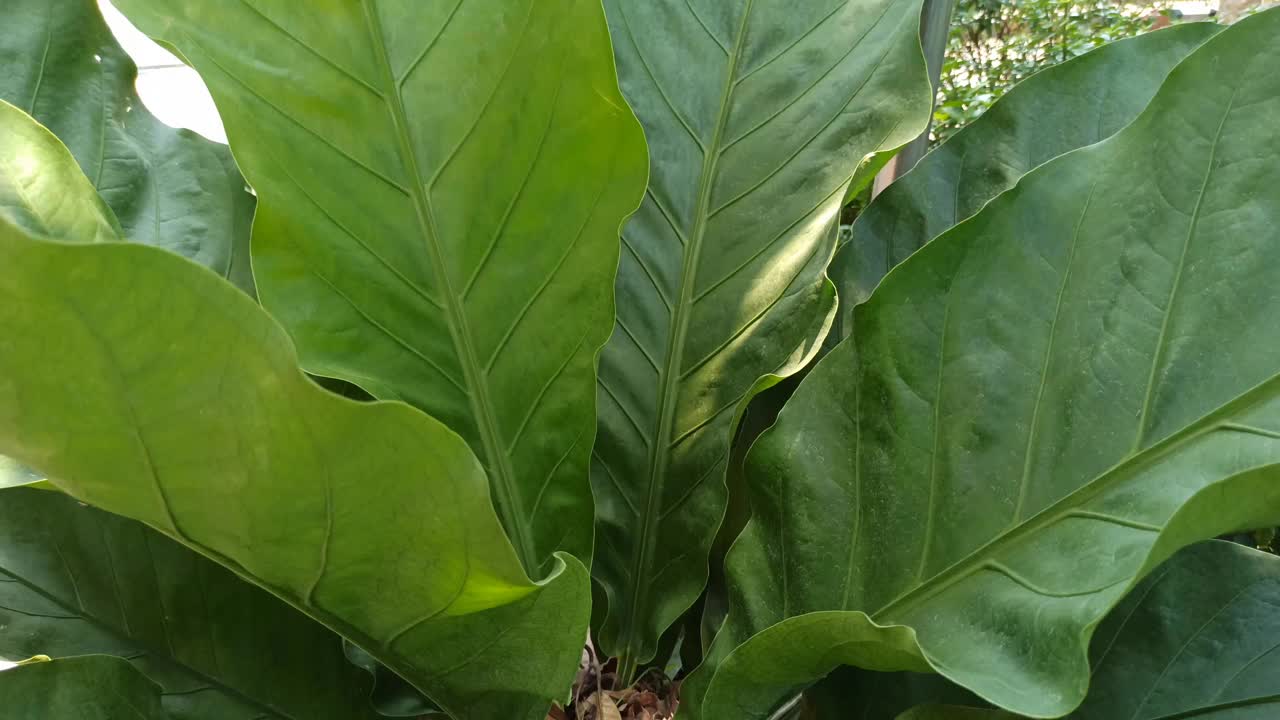 非常漂亮的观赏植物视频素材