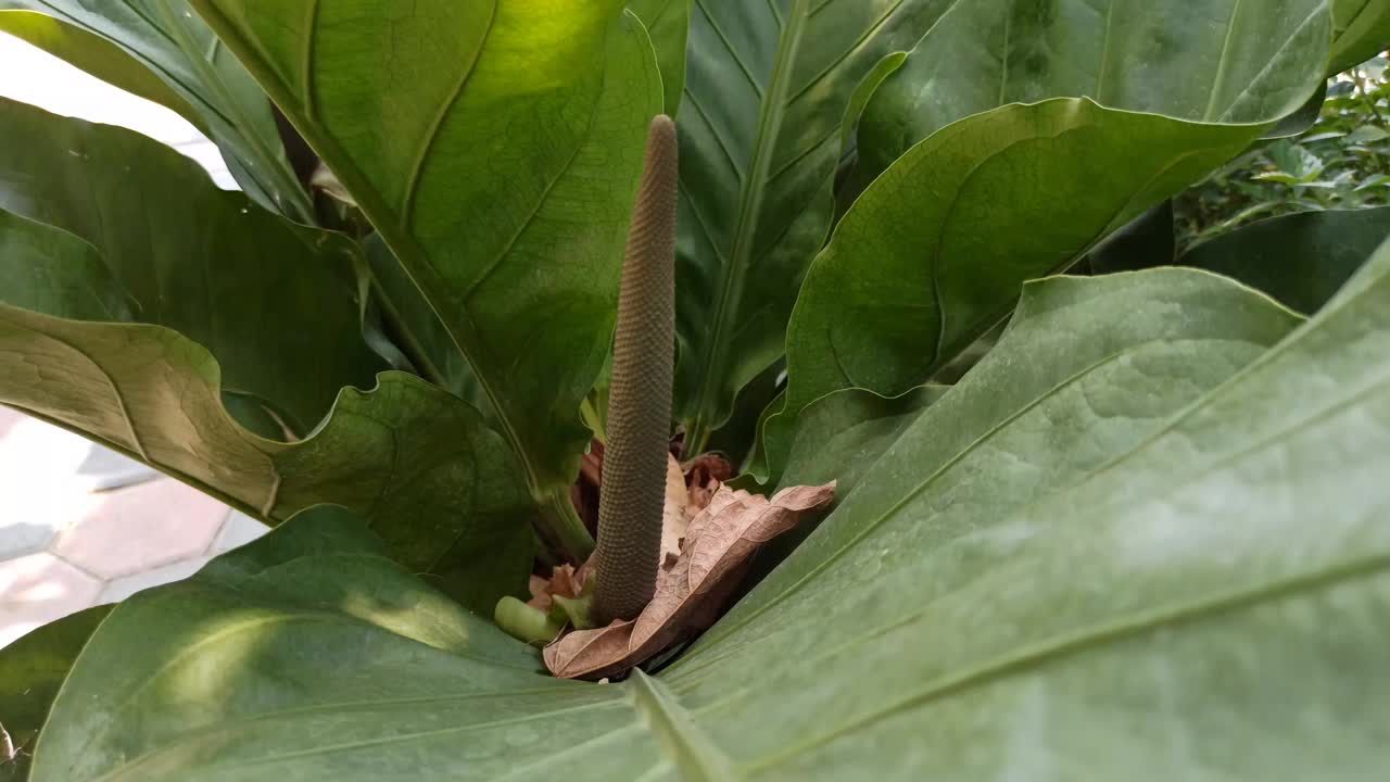 非常漂亮的观赏植物视频素材