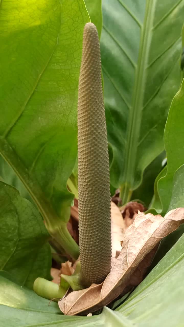 非常漂亮的观赏植物视频素材