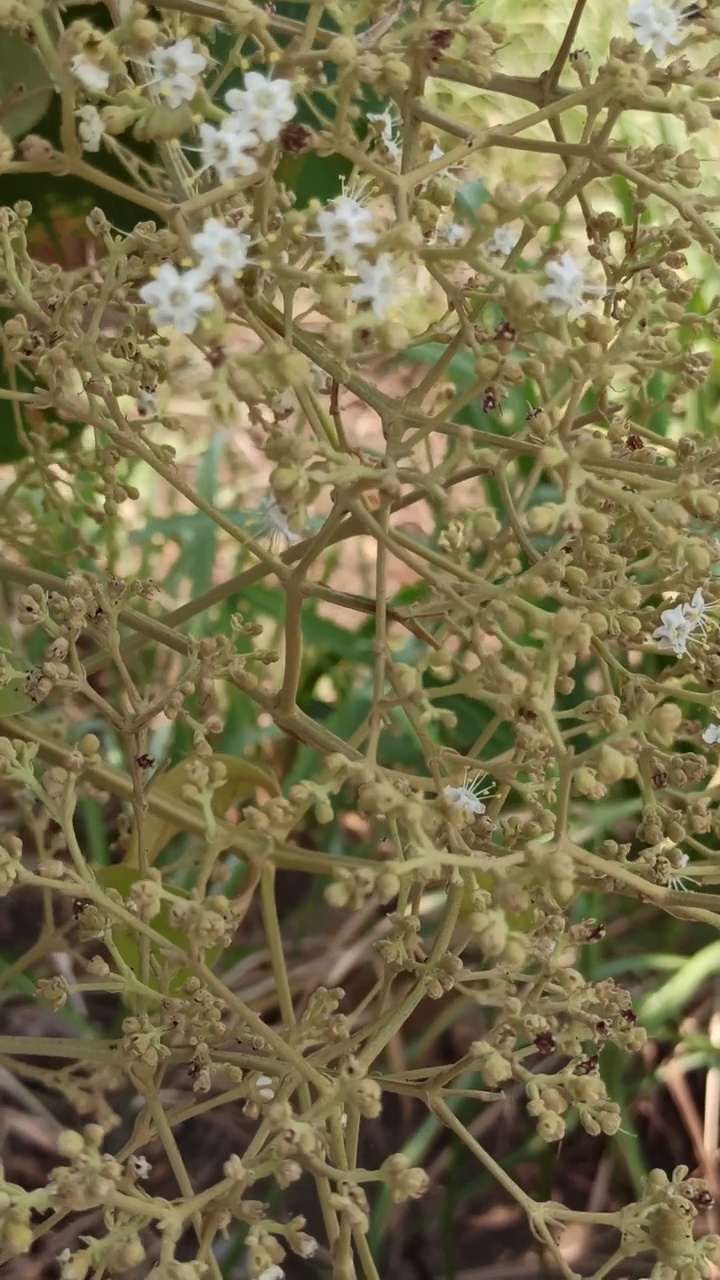 柚木花之美视频素材