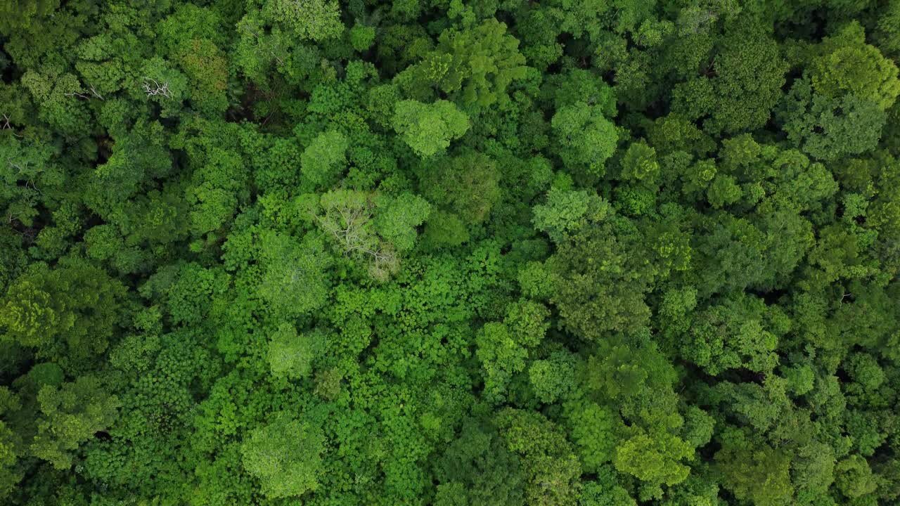 茂密的热带雨林视频下载