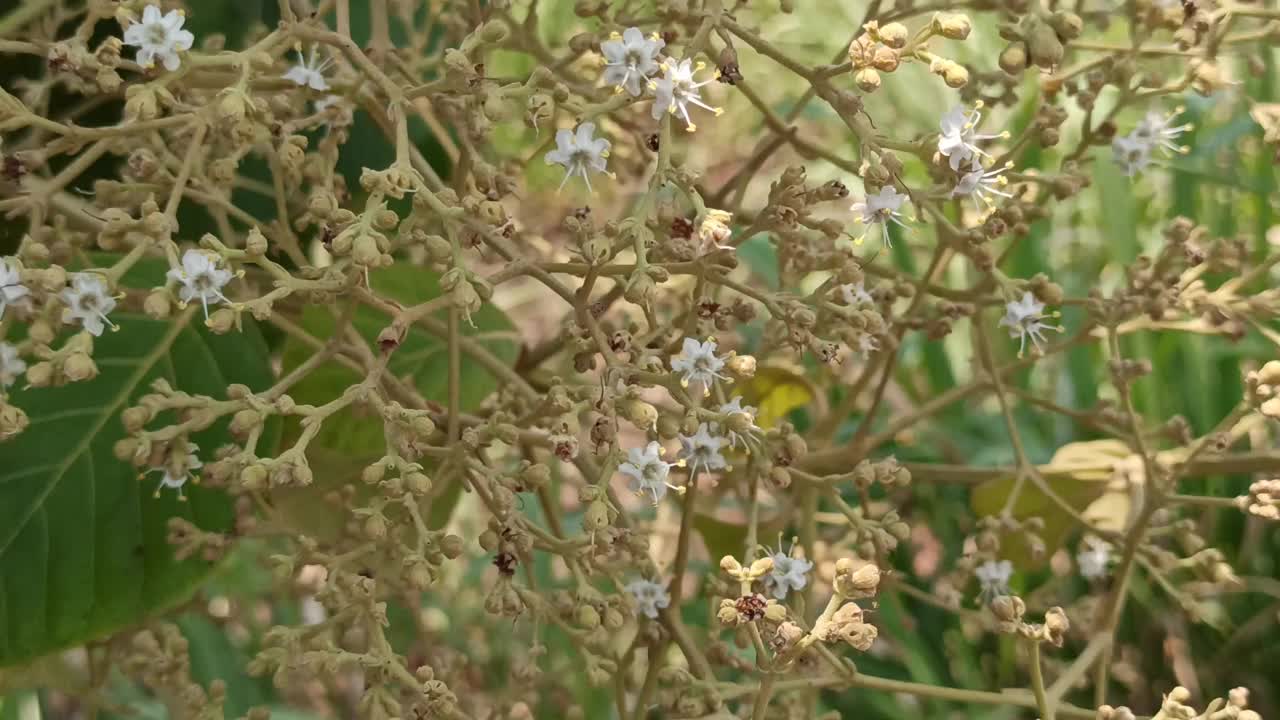 柚木花之美视频素材