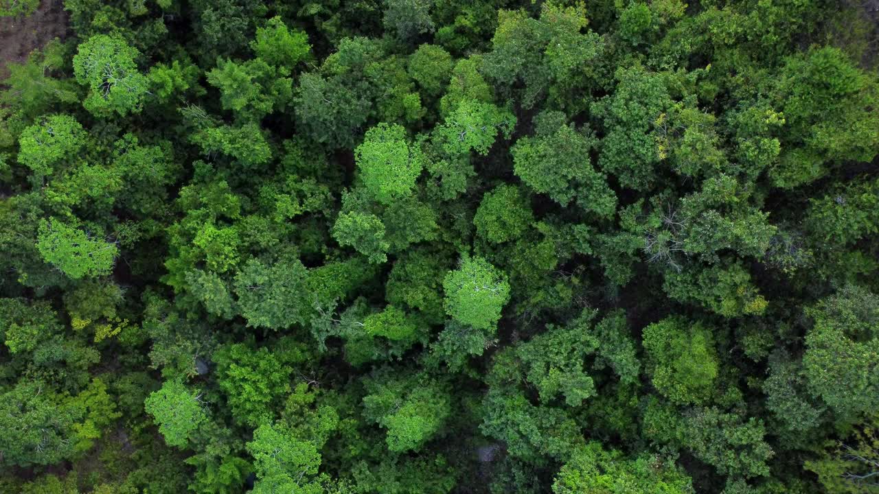 茂密的热带雨林视频下载