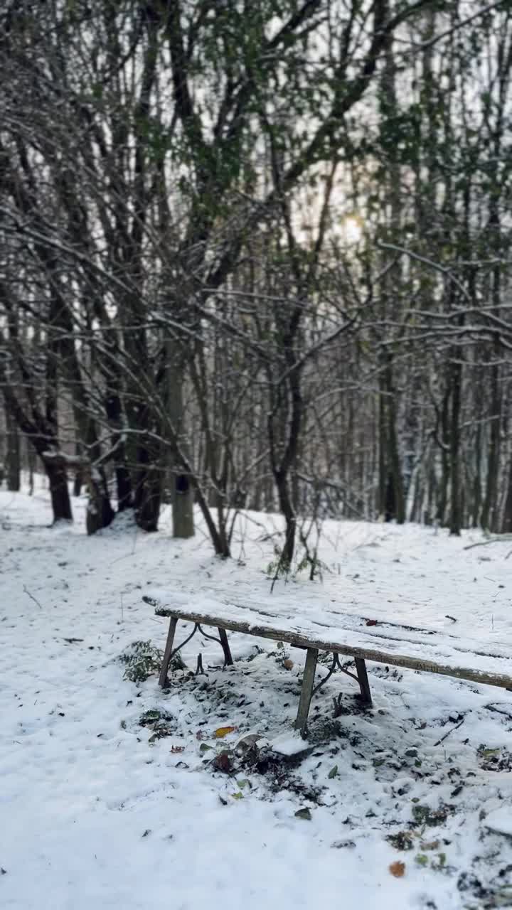 冬天，雪，森林，早晨的太阳视频素材