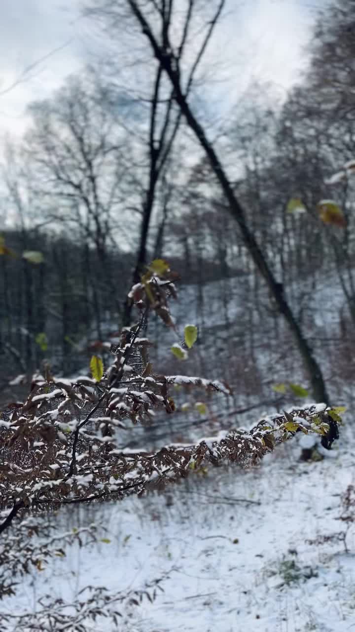 冬天，雪，森林，早晨的太阳视频素材