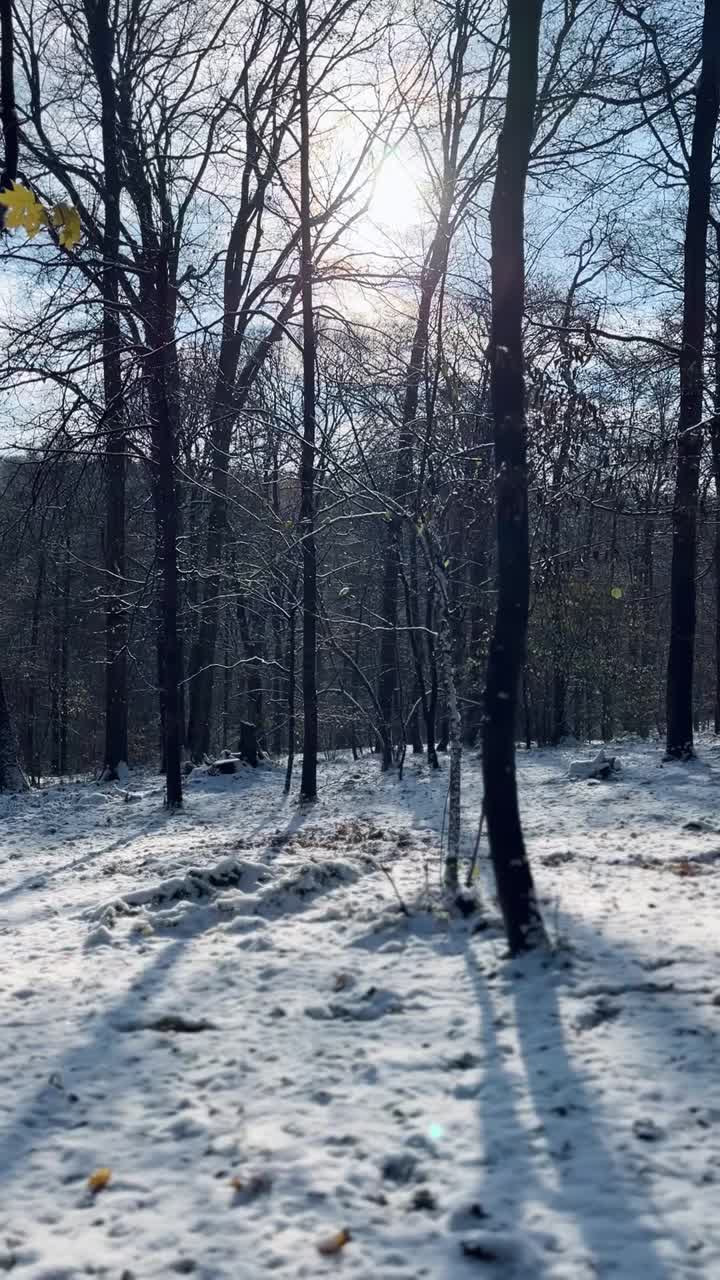 冬天，雪，森林，早晨的太阳视频素材