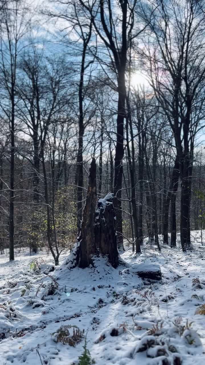 冬天，雪，森林，早晨的太阳视频素材