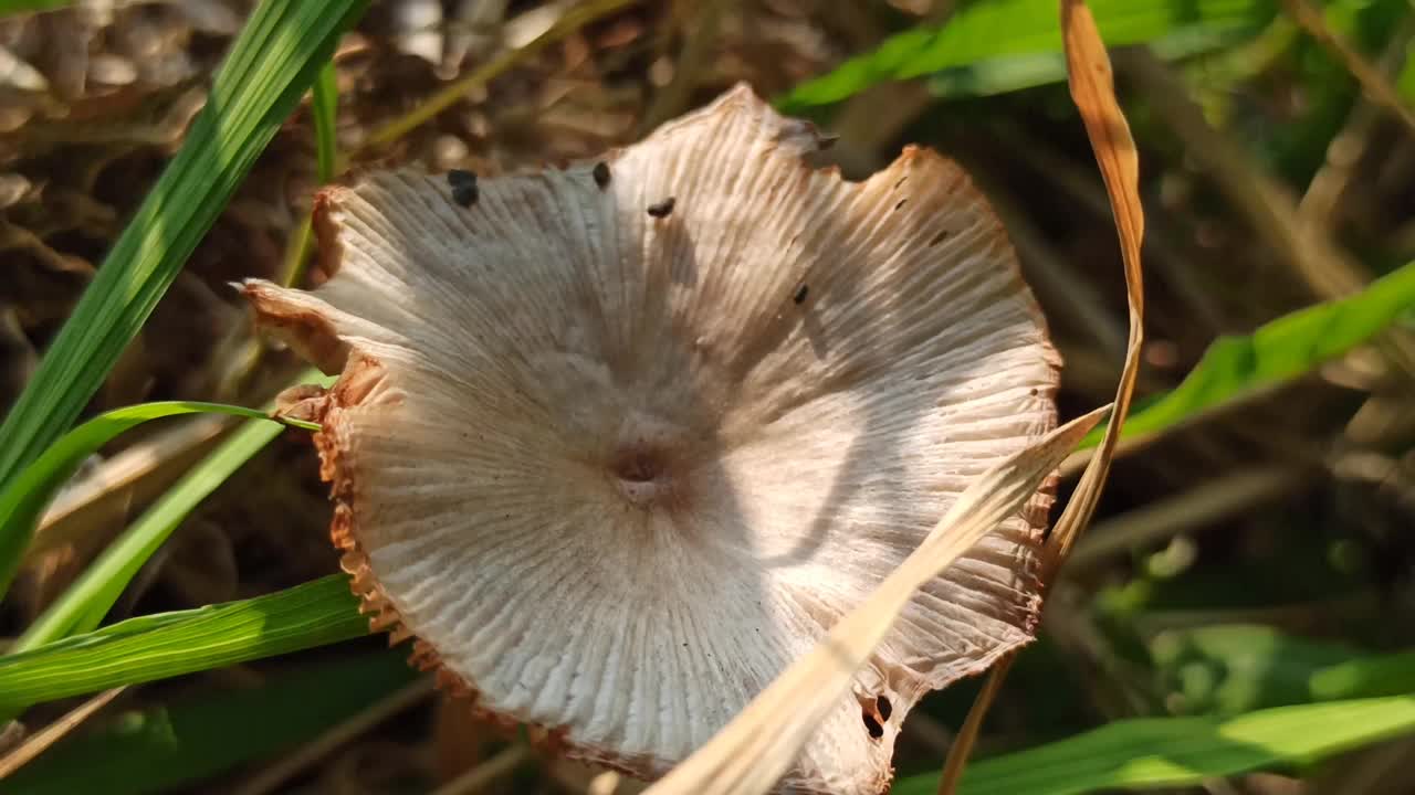 野蘑菇视频素材