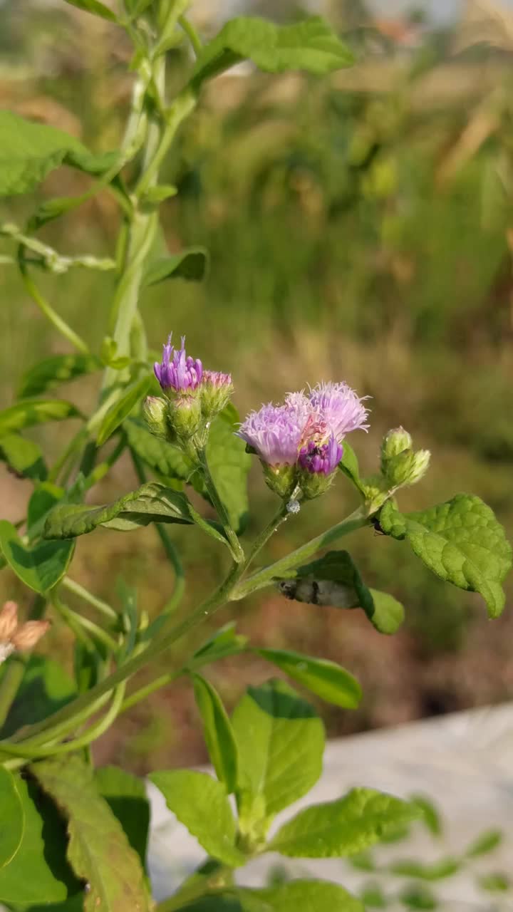 紫色的小花视频素材