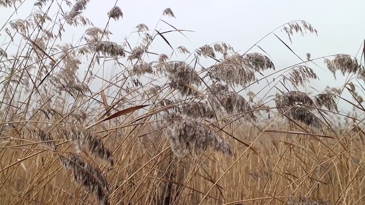 一串串的芦苇穗随风摇曳，秋色泛黄视频素材