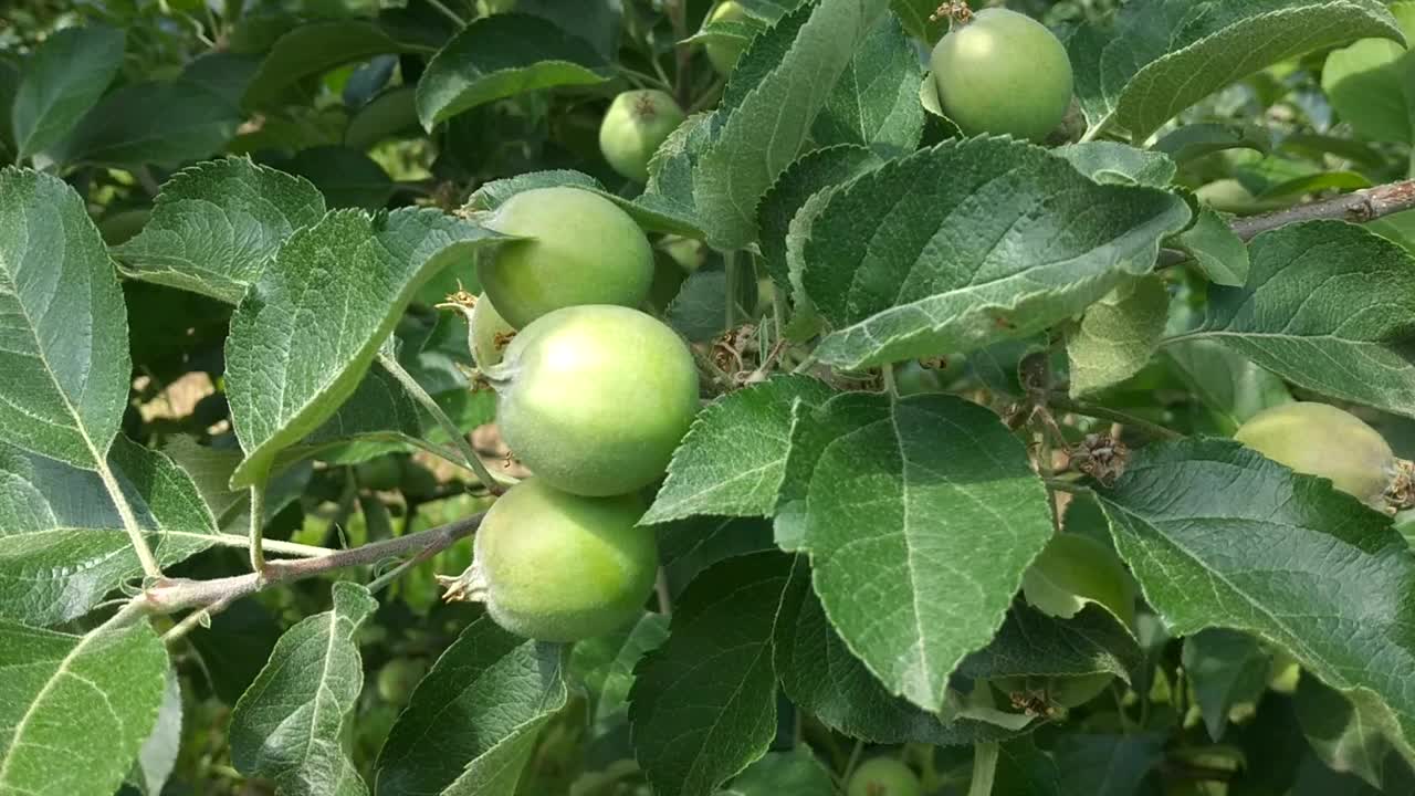 果园里树枝上正在成熟的绿色苹果视频素材