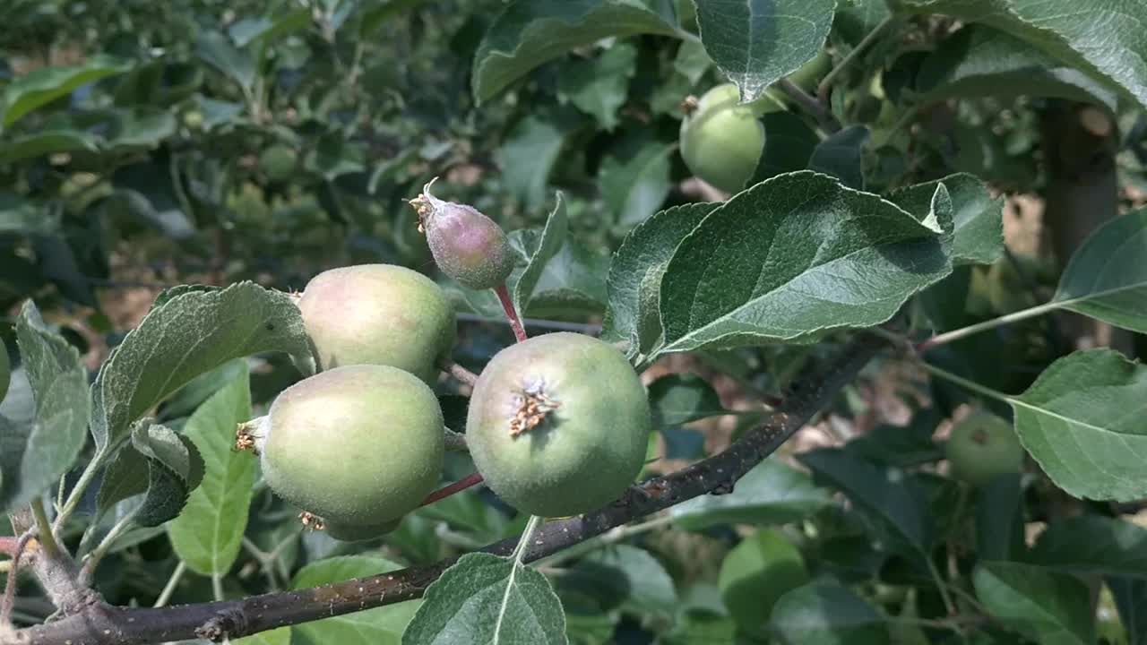果园里树枝上正在成熟的绿色苹果视频素材