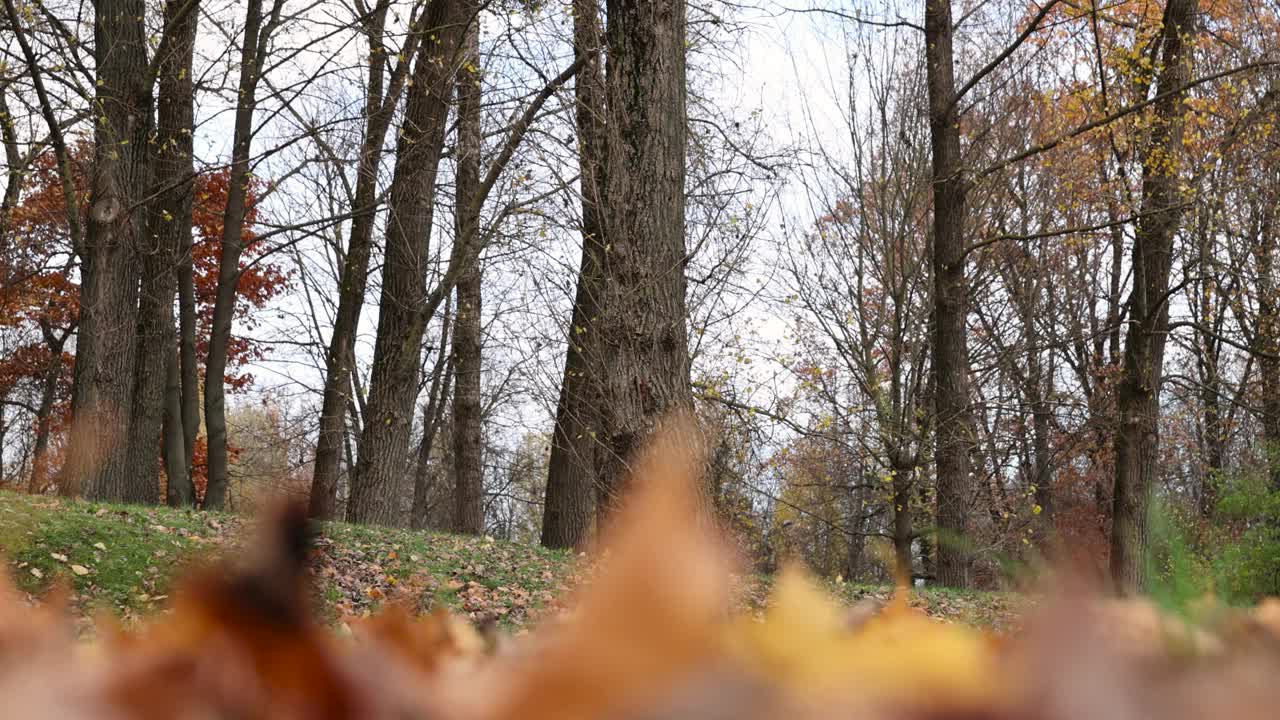 枫叶在秋天阴天视频素材