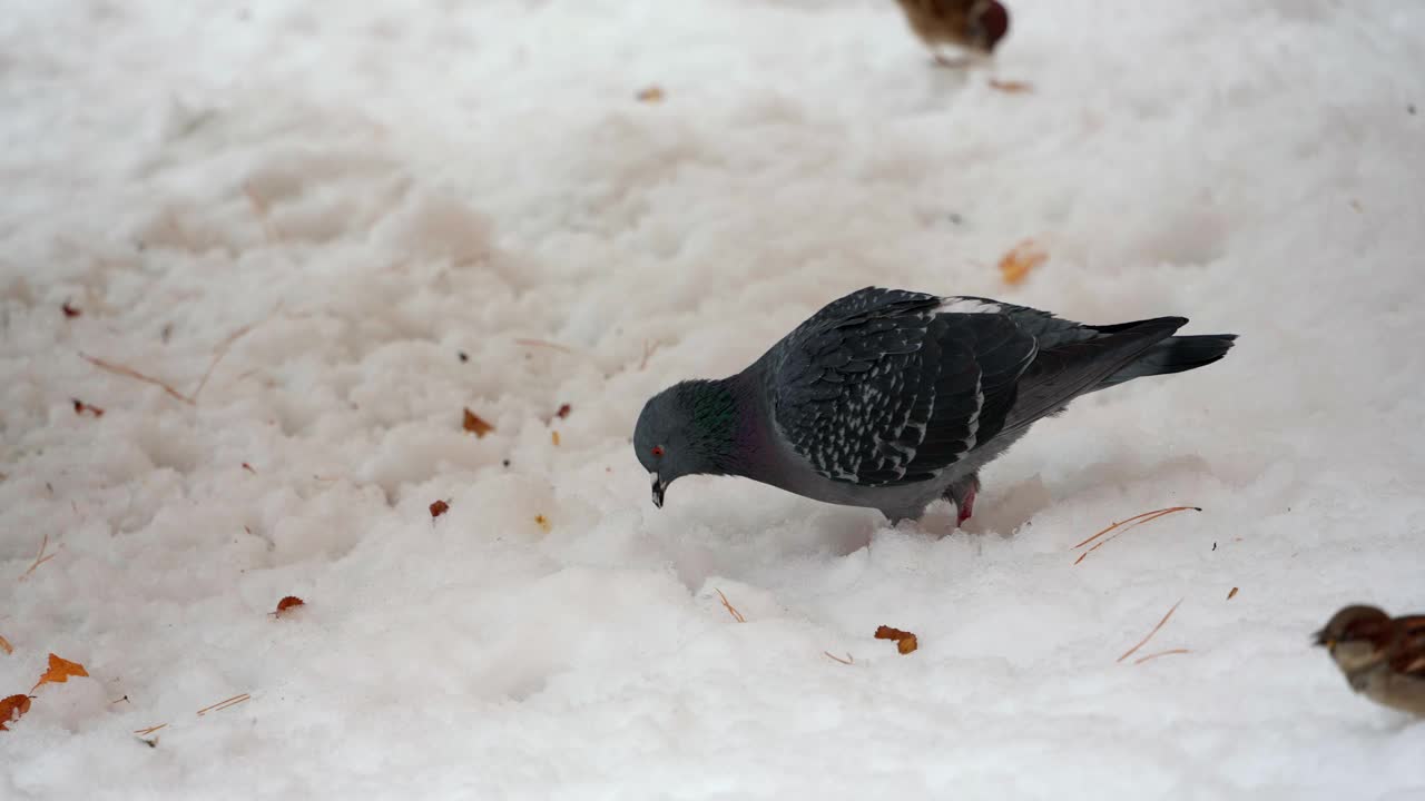 在冬天的城市公园里，一只饥饿的鸽子在雪地里寻找食物视频素材