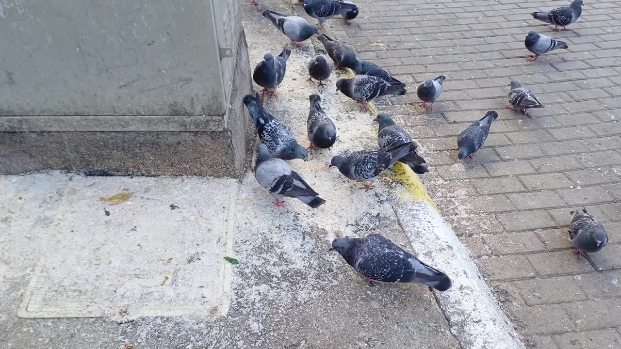 鸽子在街上吃面包视频素材