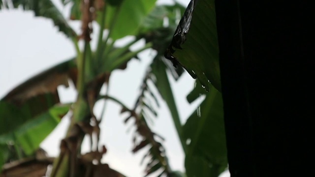 芭蕉叶上雨滴的镜头视频下载