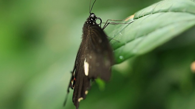 蝴蝶视频素材