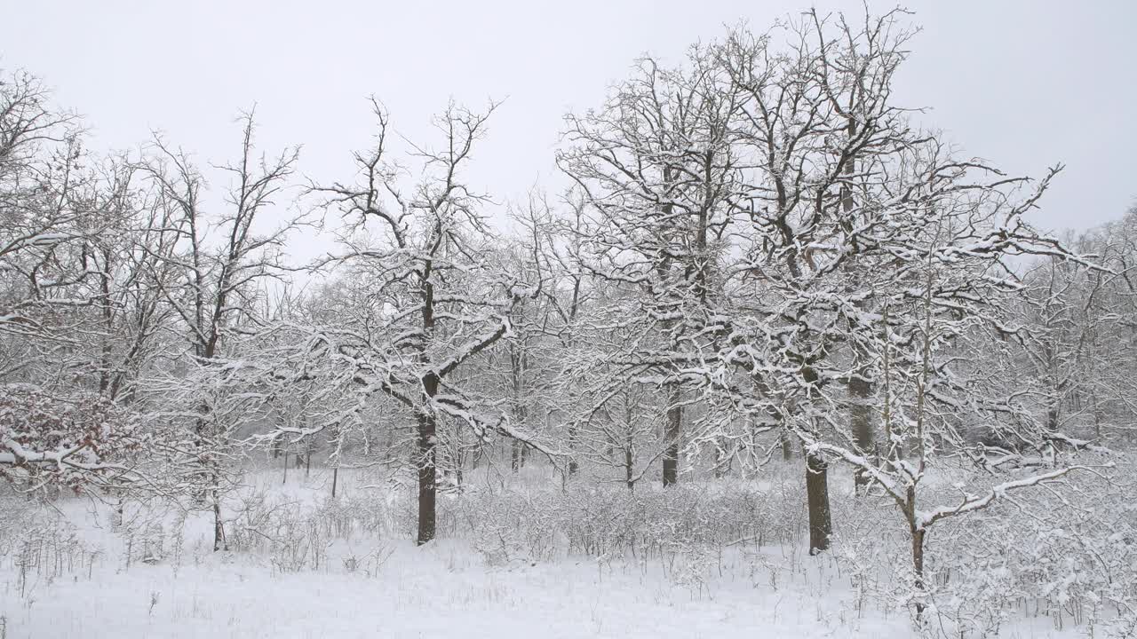 老橡树带着厚厚的积雪，冬天来了。德国巴伐利亚州弗兰科尼亚。视频下载