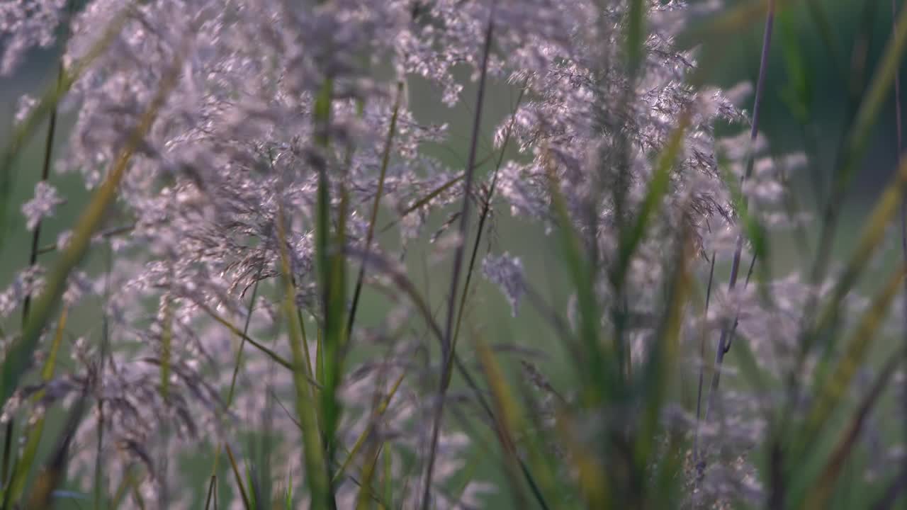 芦苇花视频下载