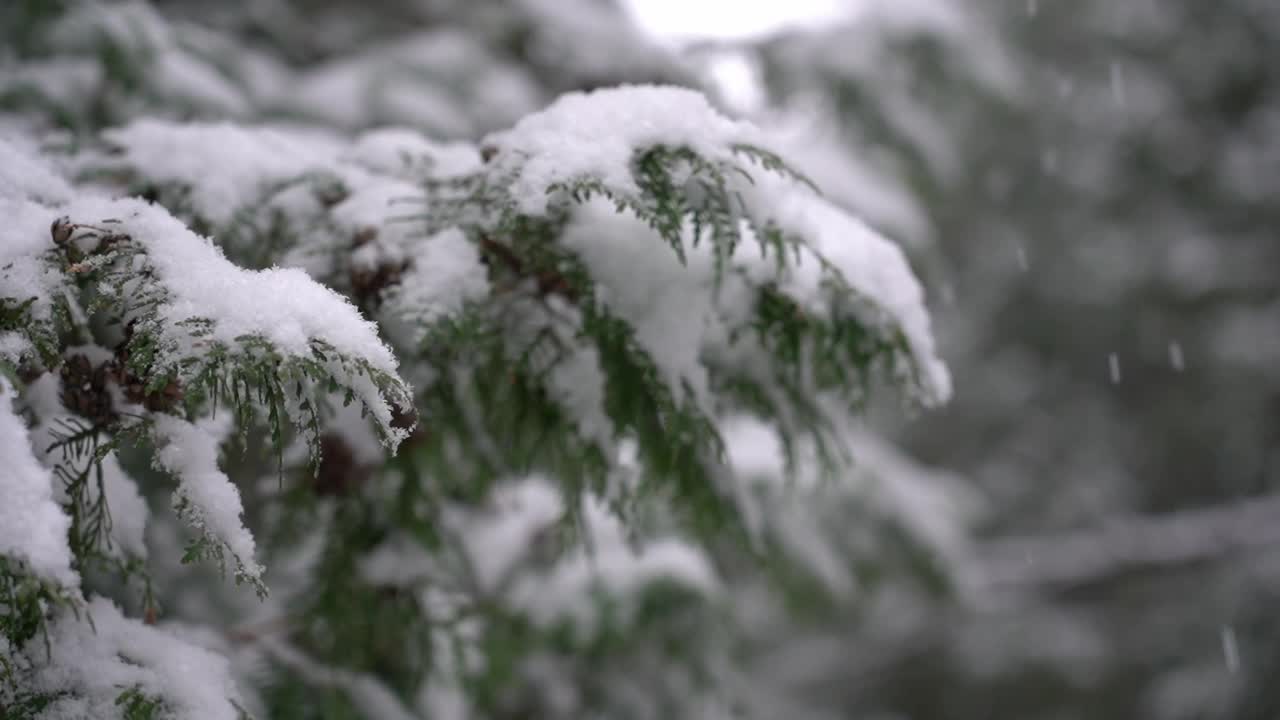 落在冬天树枝上的雪。大雪。白色蓬松的雪。慢动作视频下载