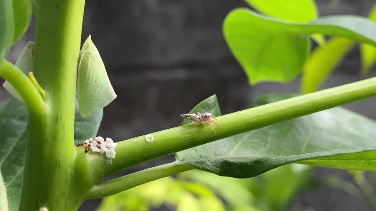 一段4k视频显示，一只小蜘蛛正在叶柄上行走，接近蚜虫群。小蜘蛛白天在花园里捕食昆虫。视频素材