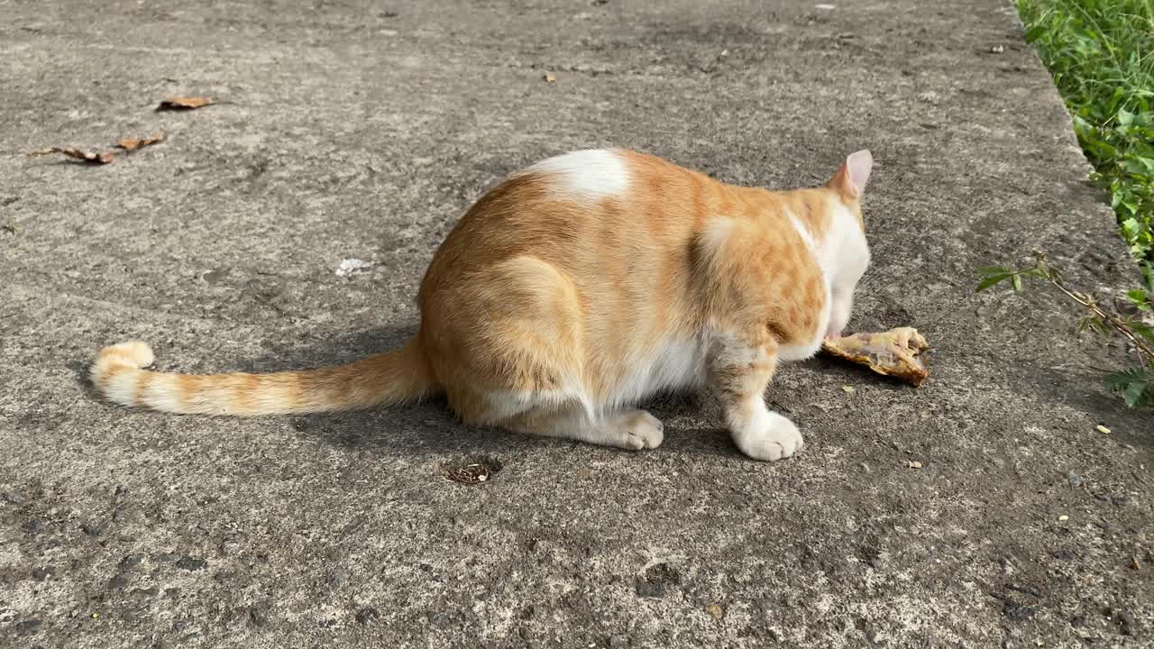 4k视频片段-白黄饥饿的流浪猫吃食物。野猫一边吃东西一边环顾四周。流浪猫吃着地上有骨头的鸡肉。动物志愿者帮助流浪动物。动物日的概念，国际猫日。视频素材