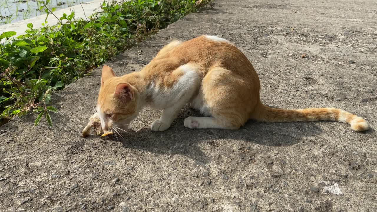 4k视频片段-白黄饥饿的流浪猫吃食物。野猫一边吃东西一边环顾四周。流浪猫吃着地上有骨头的鸡肉。动物志愿者帮助流浪动物。动物日的概念，国际猫日。视频素材