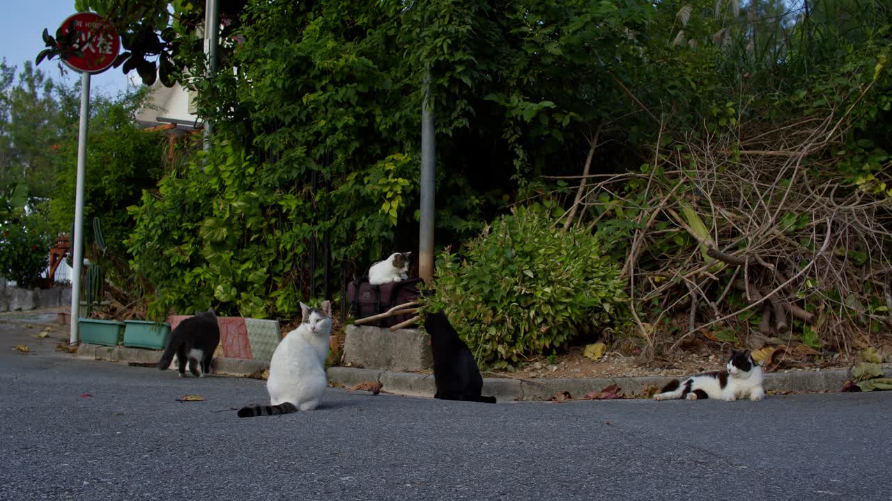 日本野猪问候家猫。视频下载