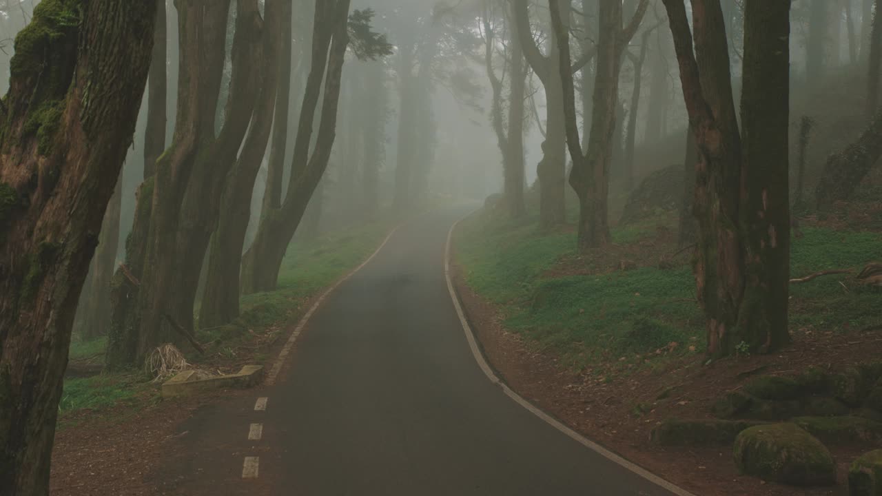 密林环绕的迷雾之路视频素材