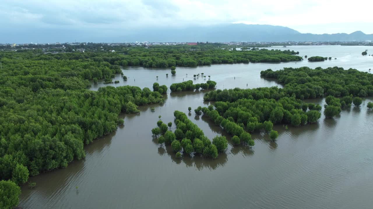 红树林鸟瞰图视频下载