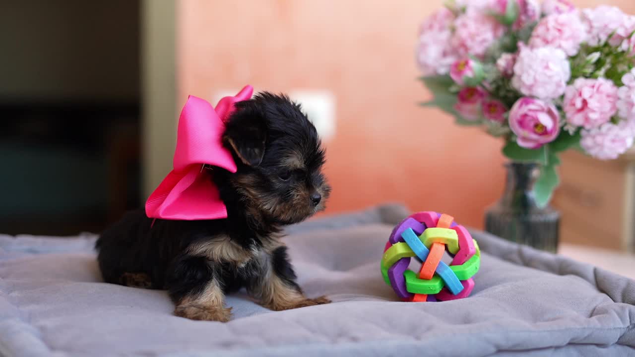 约克夏小猎犬坐在灰色枕头上。毛茸茸的，可爱的约克夏梗，她的头蝴蝶结看着镜头视频素材