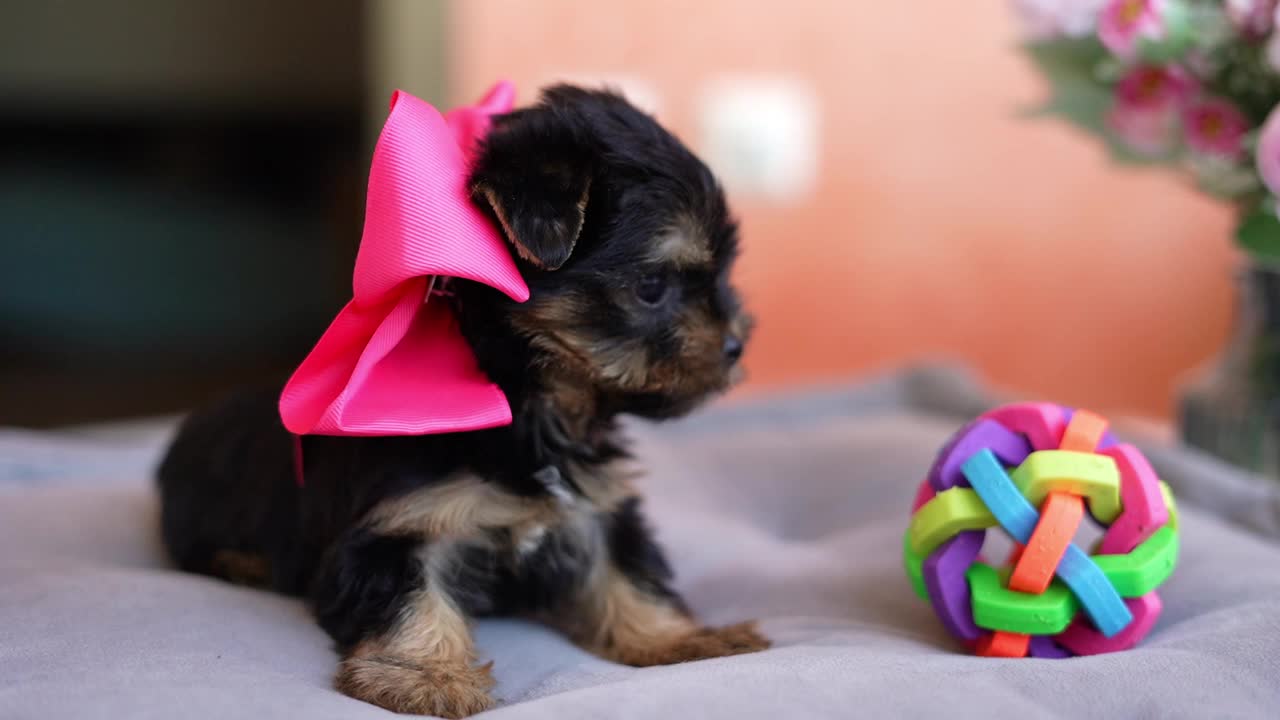 约克夏小猎犬坐在灰色枕头上。毛茸茸的，可爱的约克夏梗，她的头蝴蝶结看着镜头视频素材