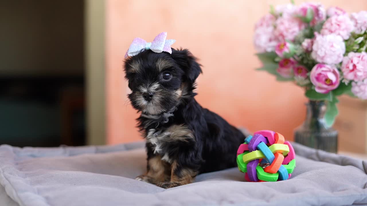 约克夏小猎犬坐在灰色枕头上。毛茸茸的，可爱的约克夏梗，她的头蝴蝶结看着镜头视频素材