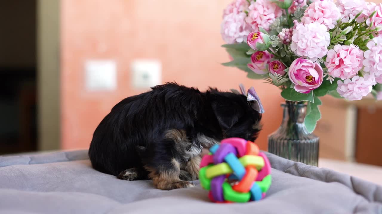 约克夏小猎犬坐在灰色枕头上。毛茸茸的，可爱的约克夏梗，她的头蝴蝶结看着镜头视频素材