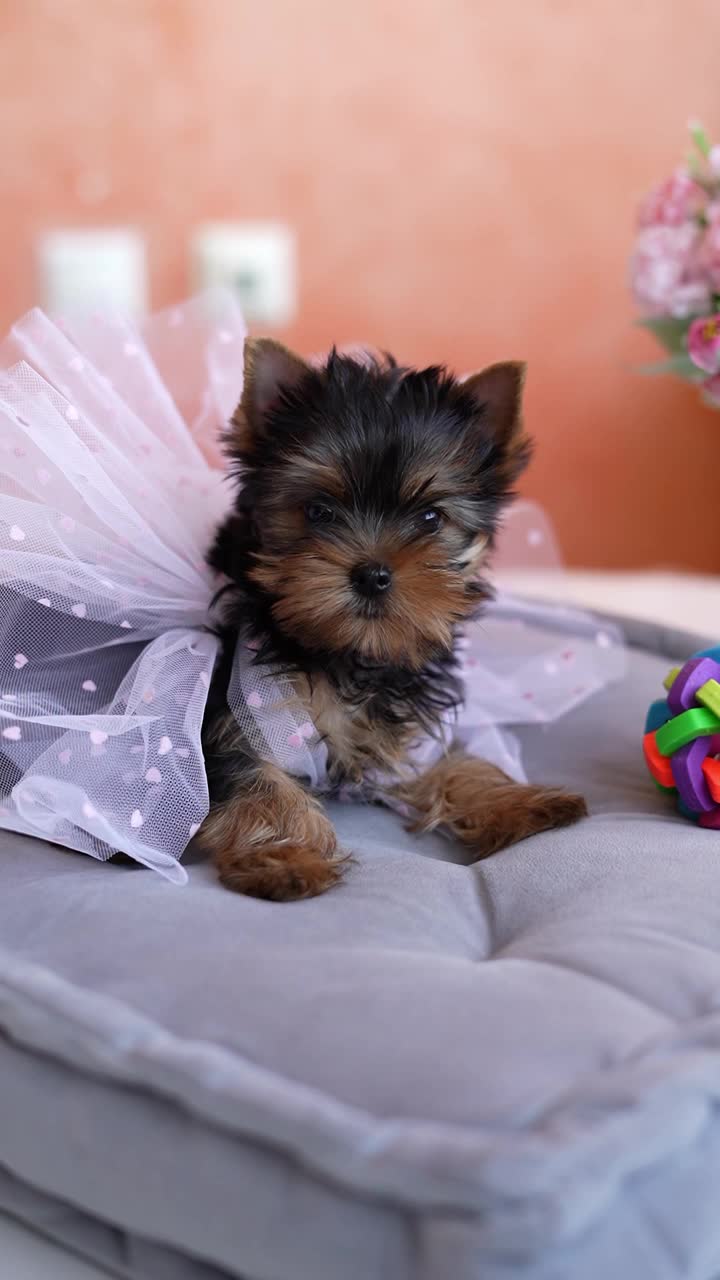 约克夏小猎犬坐在灰色枕头上。毛茸茸的，可爱的约克夏梗，她的头蝴蝶结看着镜头。垂直视频视频素材