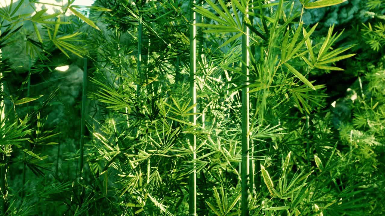 绿植:田野里的一大群绿色植物视频素材