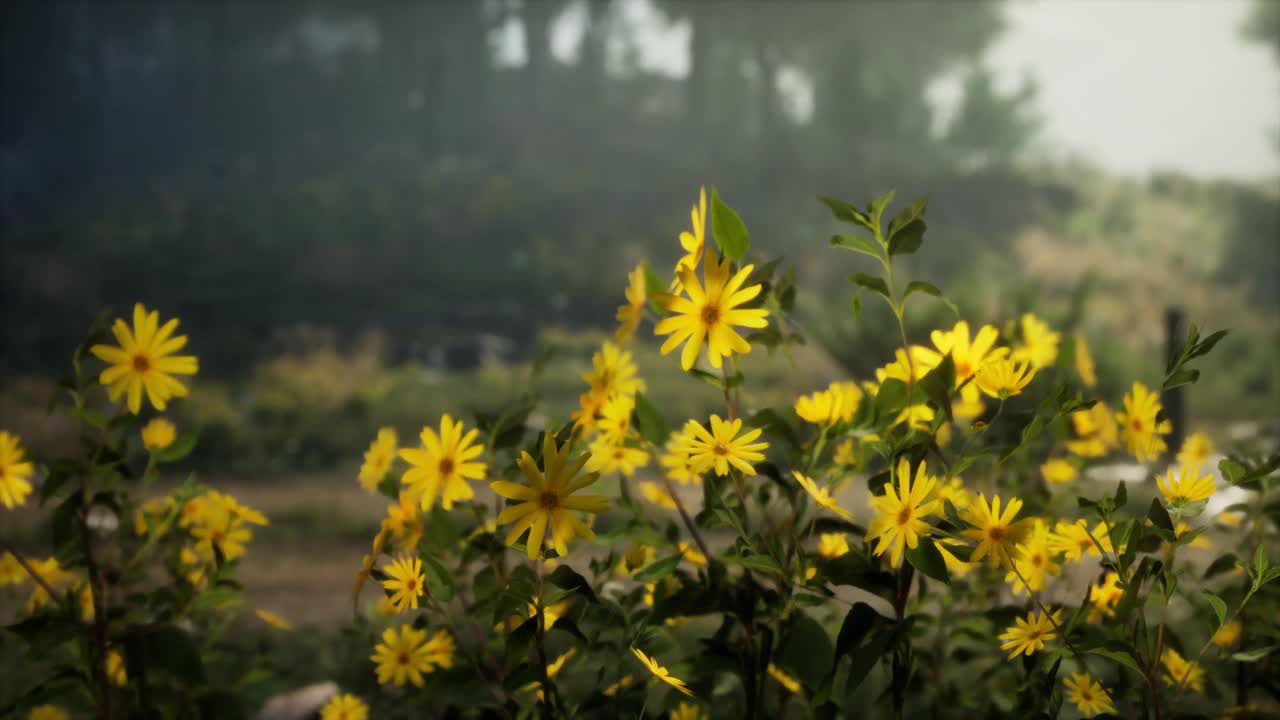 一片充满生机的黄花地视频素材