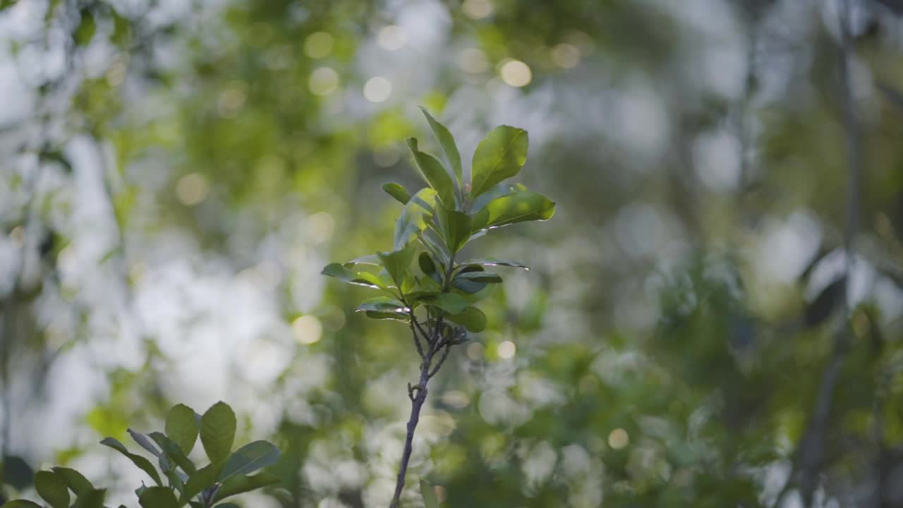 《运动中的宁静:风吹茶树的软聚焦视频素材