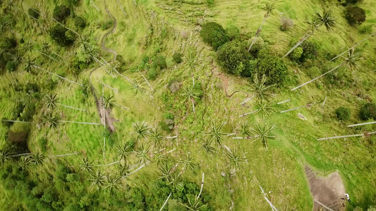 在拉丁美洲哥伦比亚的可可谷，无人机拍摄的蜡棕榈树视频素材