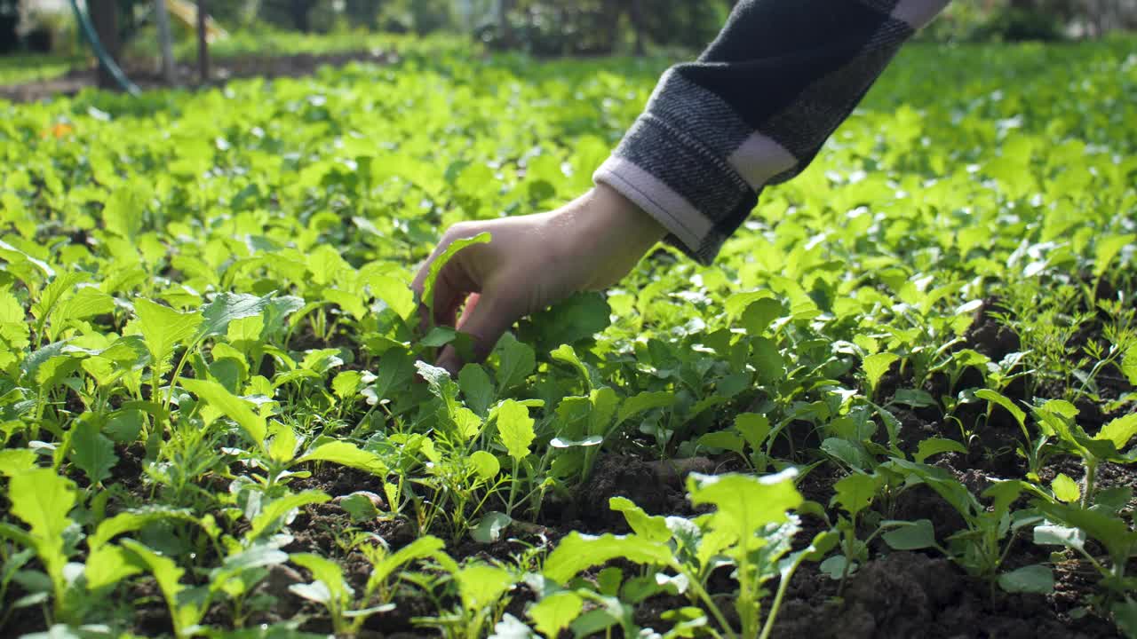 园丁在看他菜园里的植物视频下载